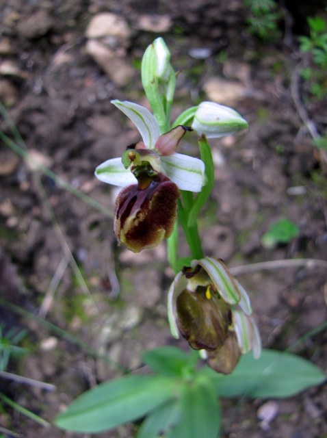 Racconto: Ophrys (sphegodes) panormitana